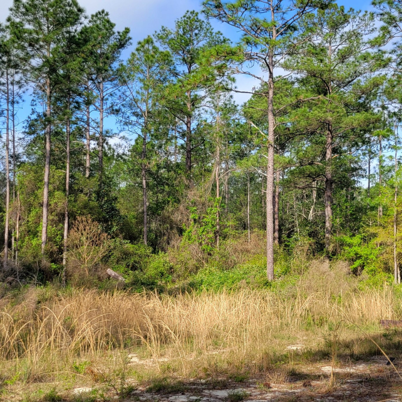 Land, Acreage, vacant land for sale in northwest Florida
